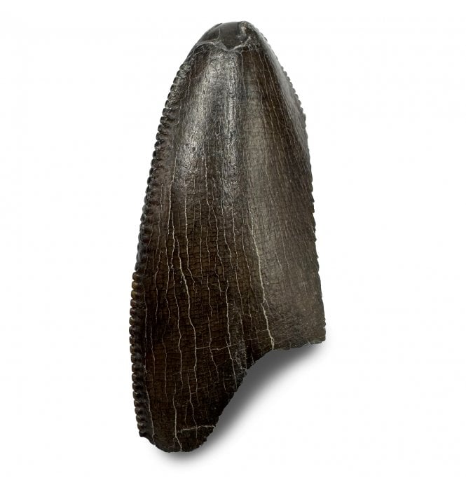 Genuine Tyrannosaurus Rex Tooth Tip from Montana, USA (SKU V8331):- Tyrannosaurus Rex