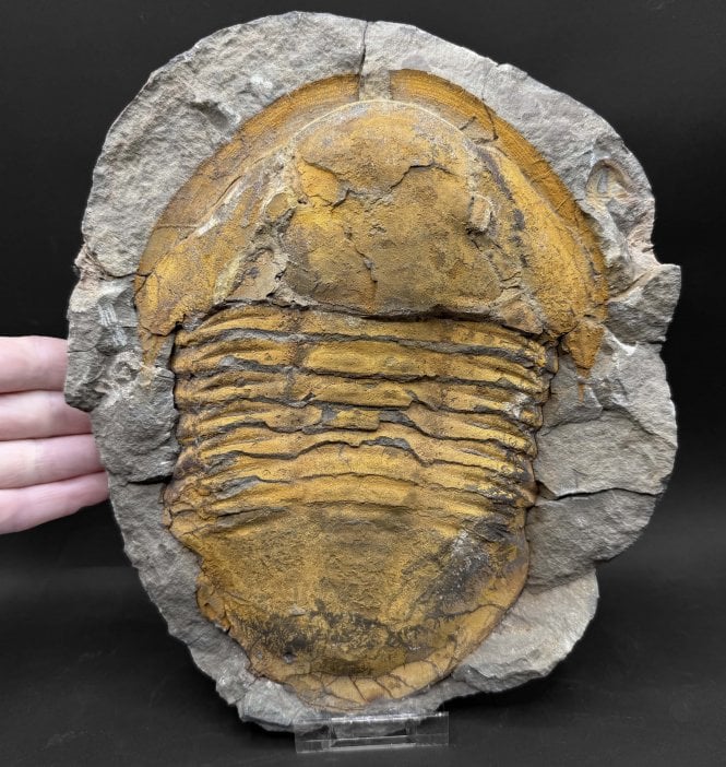 Huge Lower Ordovician Trilobite from Zagora, Morocco (SKU T1477):- Asaphellus aff. Jujuanus