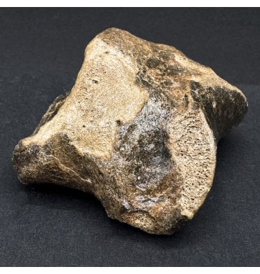 Ice Age Primitive Fossil Horse Toe from the North Sea (SKU V7553):- Equus caballus