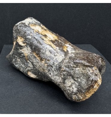 Ice Age Primitive Fossil Horse Toe from the North Sea (SKU V7572):- Equus caballus