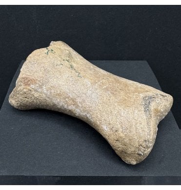 Ice Age Primitive Fossil Horse Toe from the North Sea (SKU V7575):- Equus caballus