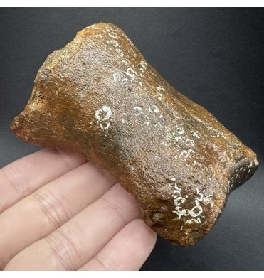 Ice Age Primitive Fossil Horse Toe from the North Sea (SKU V7830):- Equus caballus