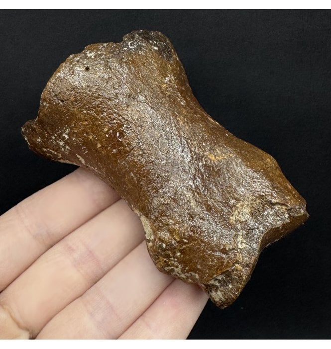 Ice Age Primitive Fossil Horse Toe from the North Sea (SKU V8887):- Equus caballus