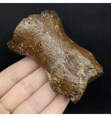 Ice Age Primitive Fossil Horse Toe from the North Sea (SKU V8887):- Equus caballus