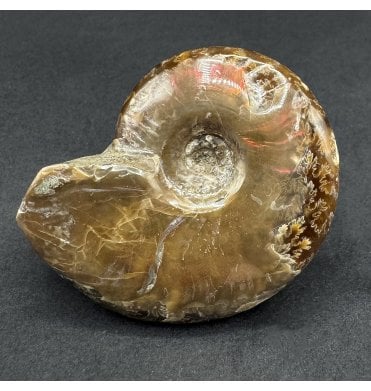 Iridescent Cretaceous Ammonite from Madagascar (SKU A4664):- Cleoniceras (Aioloceras) madagascariense