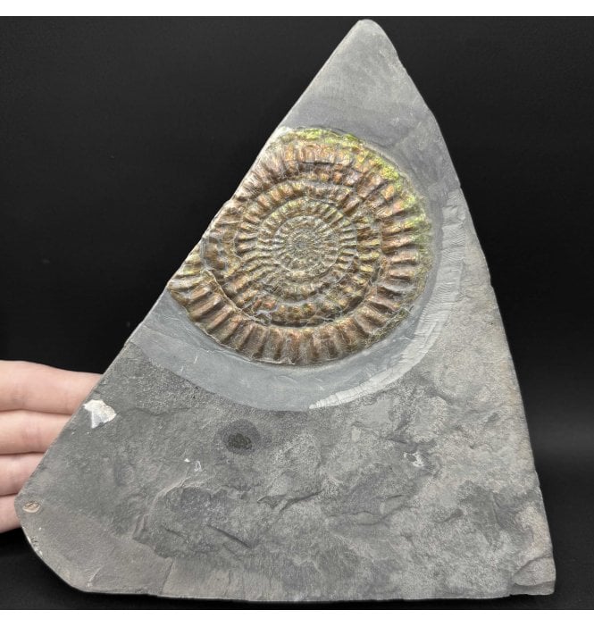 Iridescent Lower Lias, Lower Jurassic Ammonite from North Somerset, England (SKU A5018):- Caloceras johnstoni