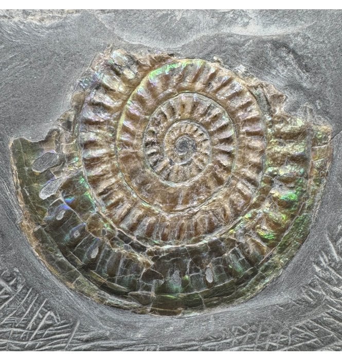 Iridescent Lower Lias, Lower Jurassic Ammonite from North Somerset, England (SKU A5063):- Caloceras johnstoni