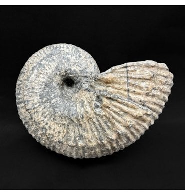 Jurassic Ammonite from Charmouth, Dorset, England:- Becheiceras bechei (SKU A4831)