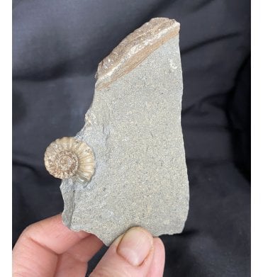 Jurassic Ammonite from Charmouth, Dorset, England (SKU A1613):- Promicroceras planicosta
