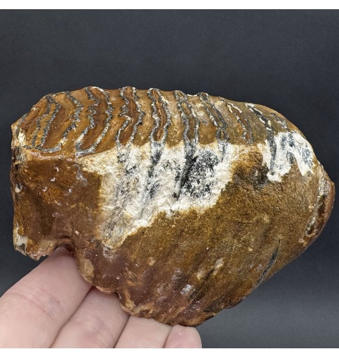 Juvenile/Baby Woolly Mammoth Tooth from the North Sea (SKU V7996):- Mammuthus primigenius