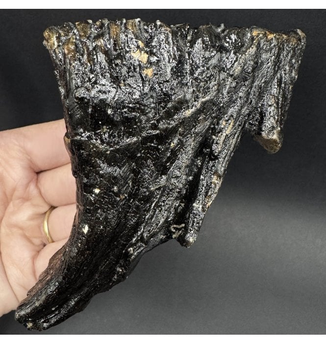 Juvenile/Baby Woolly Mammoth Tooth from the North Sea (SKU V7997):- Mammuthus primigenius