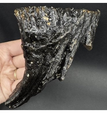 Juvenile/Baby Woolly Mammoth Tooth from the North Sea (SKU V7997):- Mammuthus primigenius
