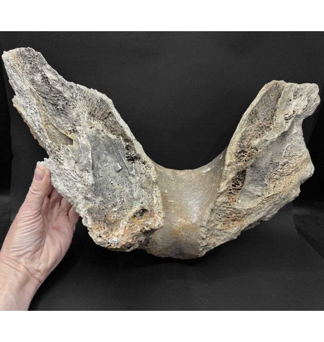 Juvenile Woolly Mammoth Lower Jaw Chin Bone from the North Sea (SKU V9238):- Mammuthus primigenius
