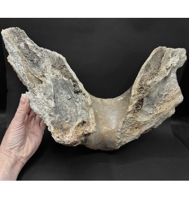 Juvenile Woolly Mammoth Lower Jaw Chin Bone from the North Sea (SKU V9238):- Mammuthus primigenius