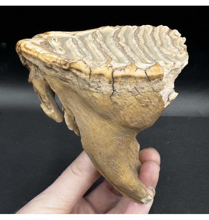 Juvenile Woolly Mammoth Tooth from Siberia, Russia (SKU V6664):- Mammuthus primigenius