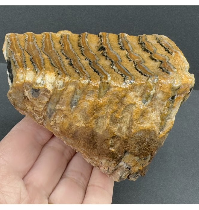 Juvenile Woolly Mammoth Tooth from the North Sea (SKU V7290):- Mammuthus primigenius