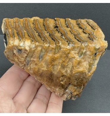 Juvenile Woolly Mammoth Tooth from the North Sea (SKU V7290):- Mammuthus primigenius