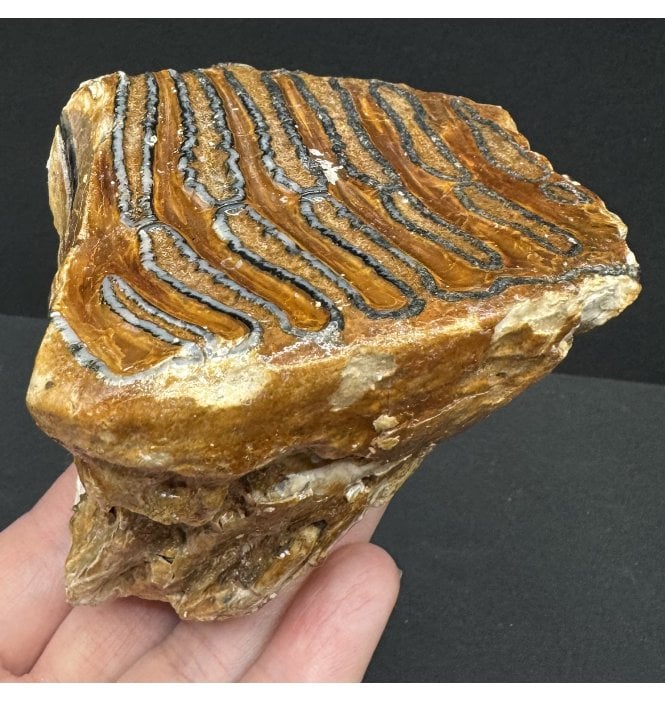 Juvenile Woolly Mammoth Tooth from the North Sea (SKU V7374):- Mammuthus primigenius