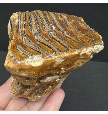 Juvenile Woolly Mammoth Tooth from the North Sea (SKU V7374):- Mammuthus primigenius