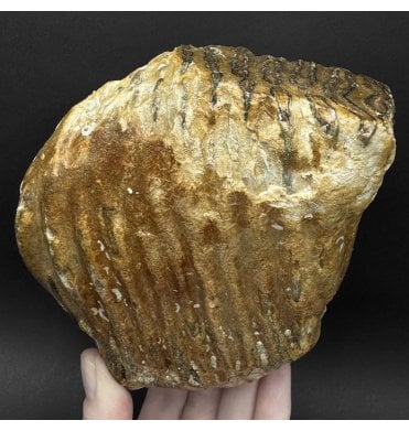 Juvenile Woolly Mammoth Tooth from the North Sea (SKU V9230):- Mammuthus primigenius