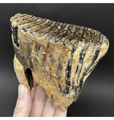 Juvenile Woolly Mammoth Tooth from the North Sea (SKU V9232):- Mammuthus primigenius