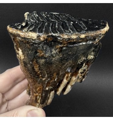 Juvenile Woolly Mammoth Tooth from the North Sea (SKU V9235):- Mammuthus primigenius