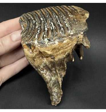 Juvenile Woolly Mammoth Tooth from the North Sea (SKU V9236):- Mammuthus primigenius
