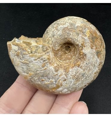 Kimmeridgian Middle Jurassic Ammonite from Madagascar (SKU A3465):- Aspidoceras sp.