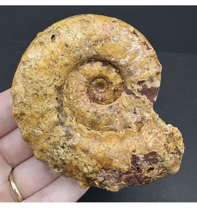 Kimmeridgian, Middle Jurassic Ammonite from Madagascar (SKU A4154):- Euaspidoceras cf. oegir