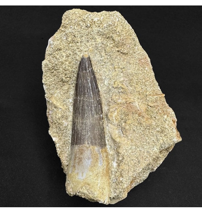 Large 1.5 inch Cretaceous Plesiosaurus Tooth from Morocco (SKU V8899):- Zarafasaura oceanis