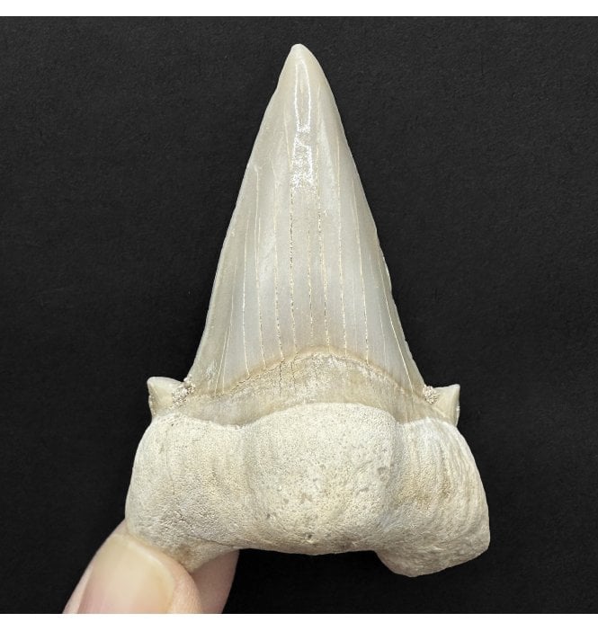 Large 2.75 Inch Eocene Shark Tooth from Morocco (SKU V8894):- Otodus obliquus