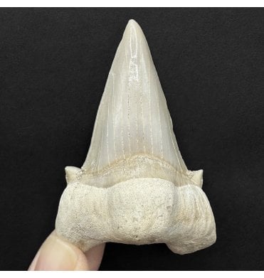Large 2.75 Inch Eocene Shark Tooth from Morocco (SKU V8894):- Otodus obliquus