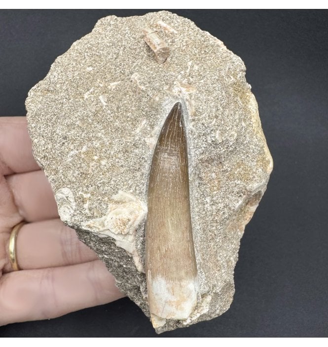 Large 2 inch Cretaceous Plesiosaurus Tooth from Morocco (SKU V7948):- Zarafasaura ocean