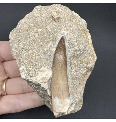 Large 2 inch Cretaceous Plesiosaurus Tooth from Morocco (SKU V7948):- Zarafasaura ocean