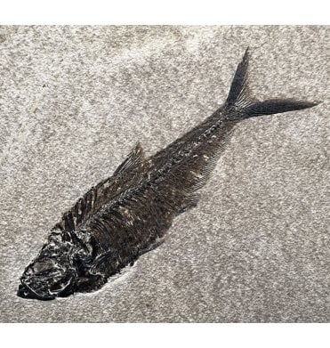 Large 9 Inch Eocene Fossil Fish from Wyoming, USA (SKU V6439):- Diplomystus denatus