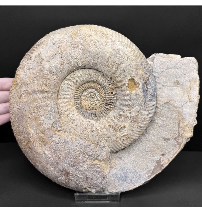 Fossils For Sale | Fossils-UK.com | Large British Bajocian, Middle ...