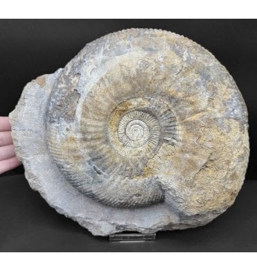 Large British Bajocian, Middle Jurassic Ammonite from Burton Bradstock, Dorset, England (SKU A4616):- Parkinsonia (Durotrigensia) Dorsetensis