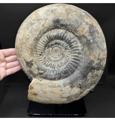 Large British Bajocian, Middle Jurassic Ammonite from Burton Bradstock, Dorset, England (SKU A5061):- Parkinsonia (Durotrigensia) Dorsetensis