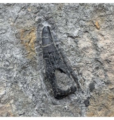 Large British Late Triassic Ichthyosaurus Tooth from Aust Cliff, North Somerset, England (SKU V7966):- Ichthyosaurus communis