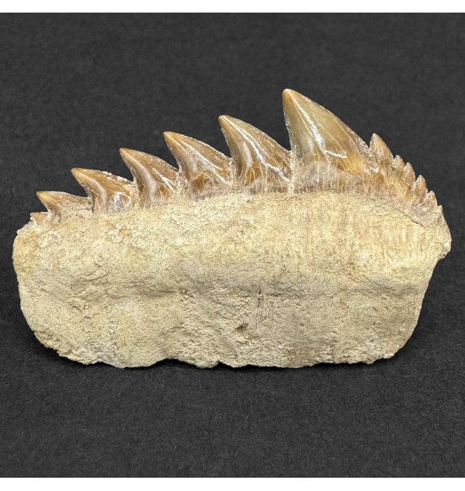 Large Early Eocene Period Cow Shark Tooth from Morocco (SKU V9139):- Hexanchus agassizi