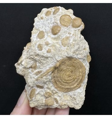 Large Eocene Fossil Foraminifera from Bakony Mountains, Hungary (SKU OF4335):- Assilina sp.