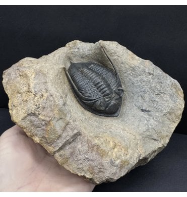 Large Middle Devonian Trilobite from Morocco (SKU T1472):- Zilchovaspis (Odontochile) rugosa
