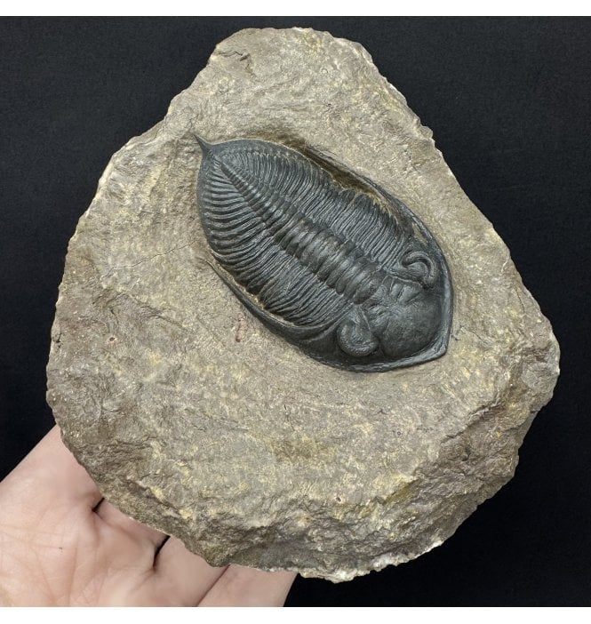 Large Middle Devonian Trilobite from Morocco (SKU T1583):- Zilchovaspis (Odontochile) rugosa