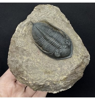 Large Middle Devonian Trilobite from Morocco (SKU T1583):- Zilchovaspis (Odontochile) rugosa