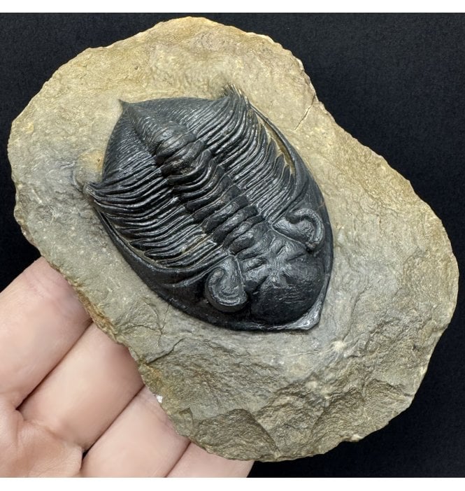 Large Middle Devonian Trilobite from Morocco (SKU T1584):- Zilchovaspis (Odontochile) rugosa