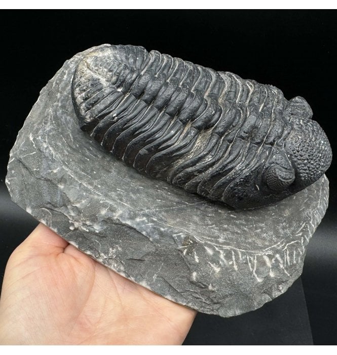 Large Middle Devonian Trilobite from Mrakib, Morocco (SKU T1258):- Drotops megalomanicus