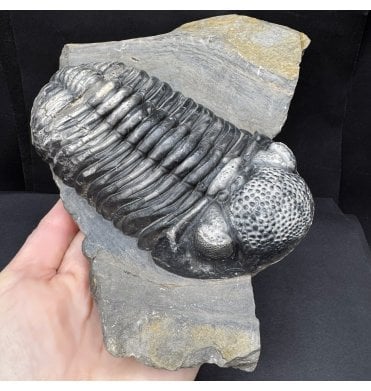 Large Middle Devonian Trilobite from Mrakib, Morocco (SKU T1439):- Drotops megalomanicus