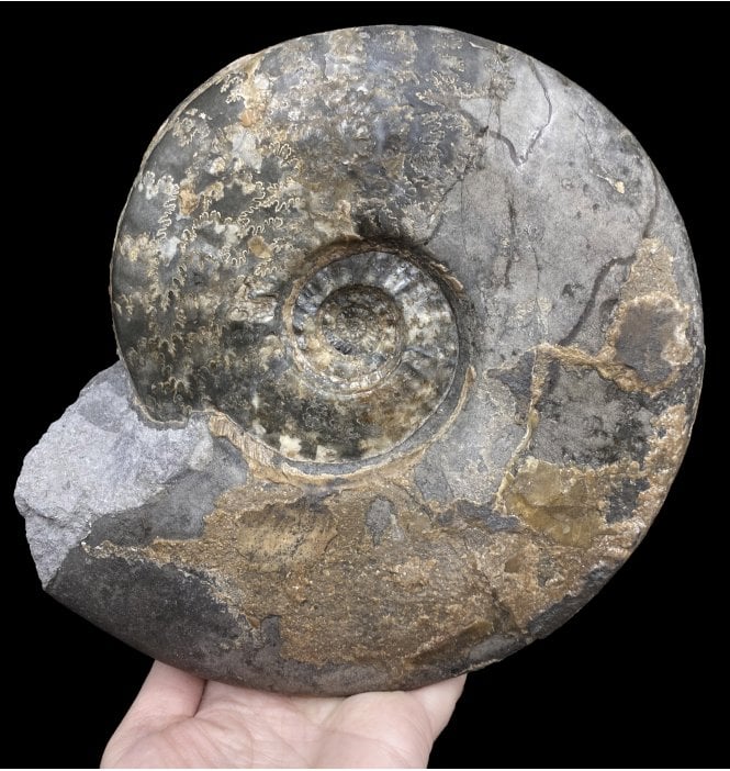 Large Rare Middle Jurassic Ammonite from Isle of Skye, Scotland (SKU A2989):- Brasilia cf. bradfordensis