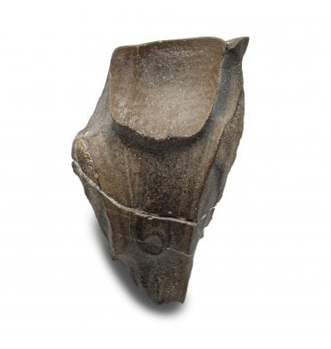 Late Cretaceous Ceratopsian Dinosaur Tooth from Hell Creek Formation, USA (SKU V8595):- Leptoceratops gracilis