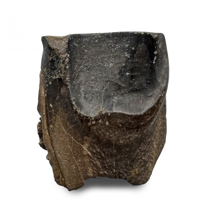 Late Cretaceous Ceratopsian Dinosaur Tooth from Hell Creek Formation, USA (SKU V8643):- Leptoceratops gracilis